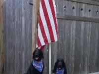 Dazzle Tripper July 4 2017